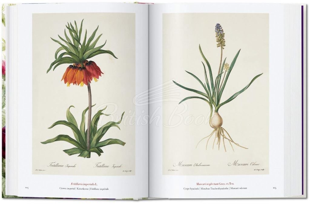 Книга Redouté: The Book of Flowers (40th Anniversary Edition) зображення 2