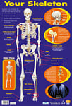 Your Skeleton Poster