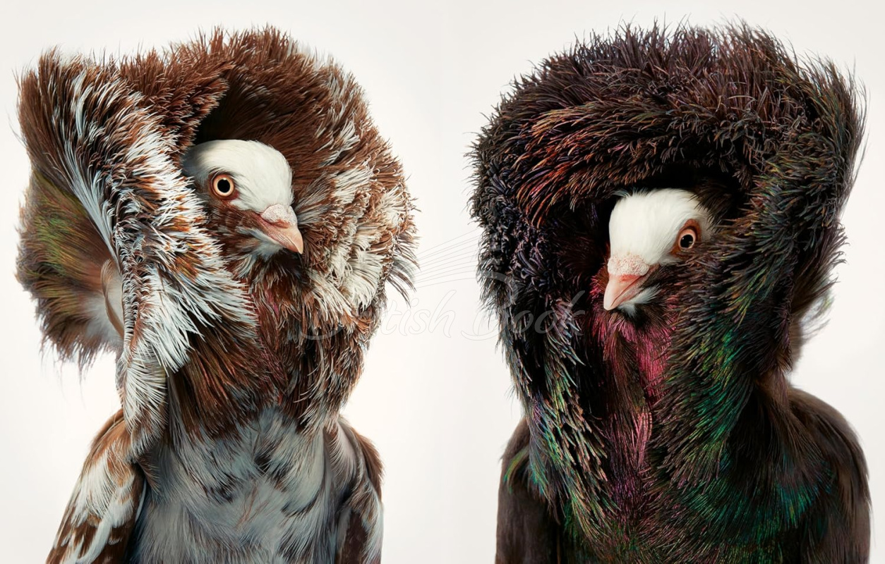 Книга Birds: Photographs изображение 8