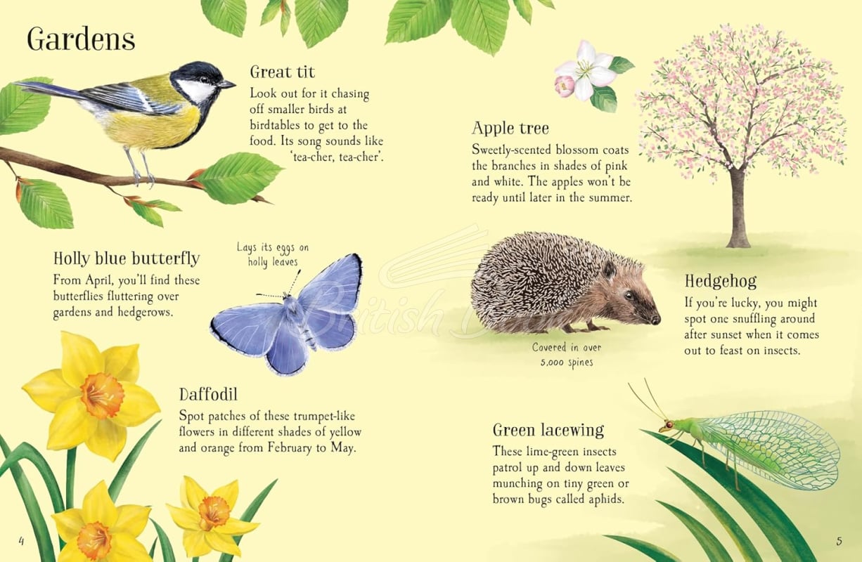 Книга Things to Spot in Springtime изображение 1