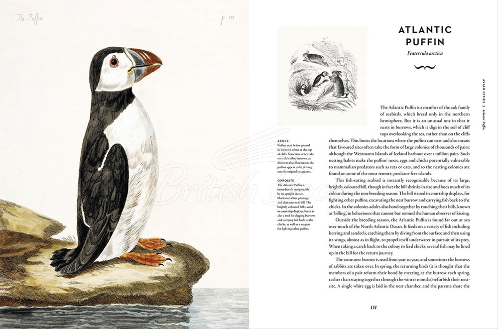 Книга Remarkable Birds зображення 12
