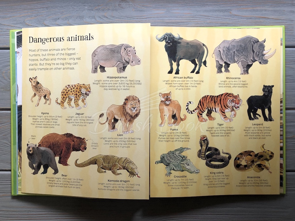 Книга Big Book of Animals изображение 3