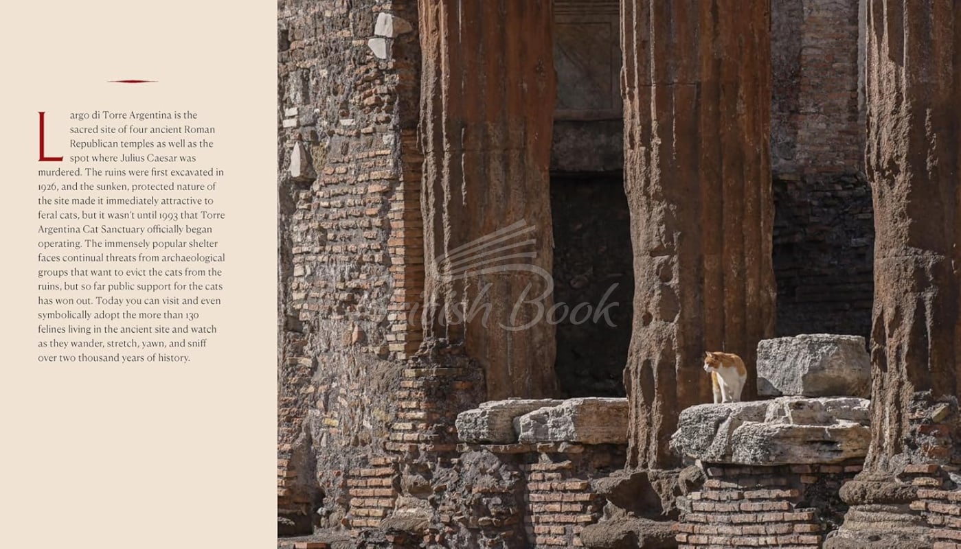 Книга Cats of Rome зображення 4