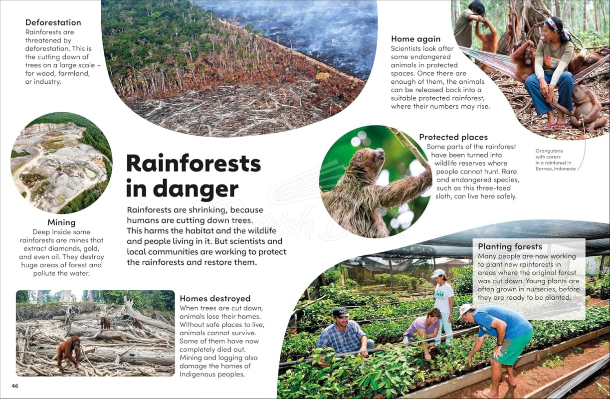 Книга Eyewonder: Rainforest зображення 5
