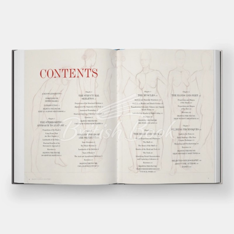 Книга Basic Human Anatomy: An Essential Visual Guide for Artists зображення 7