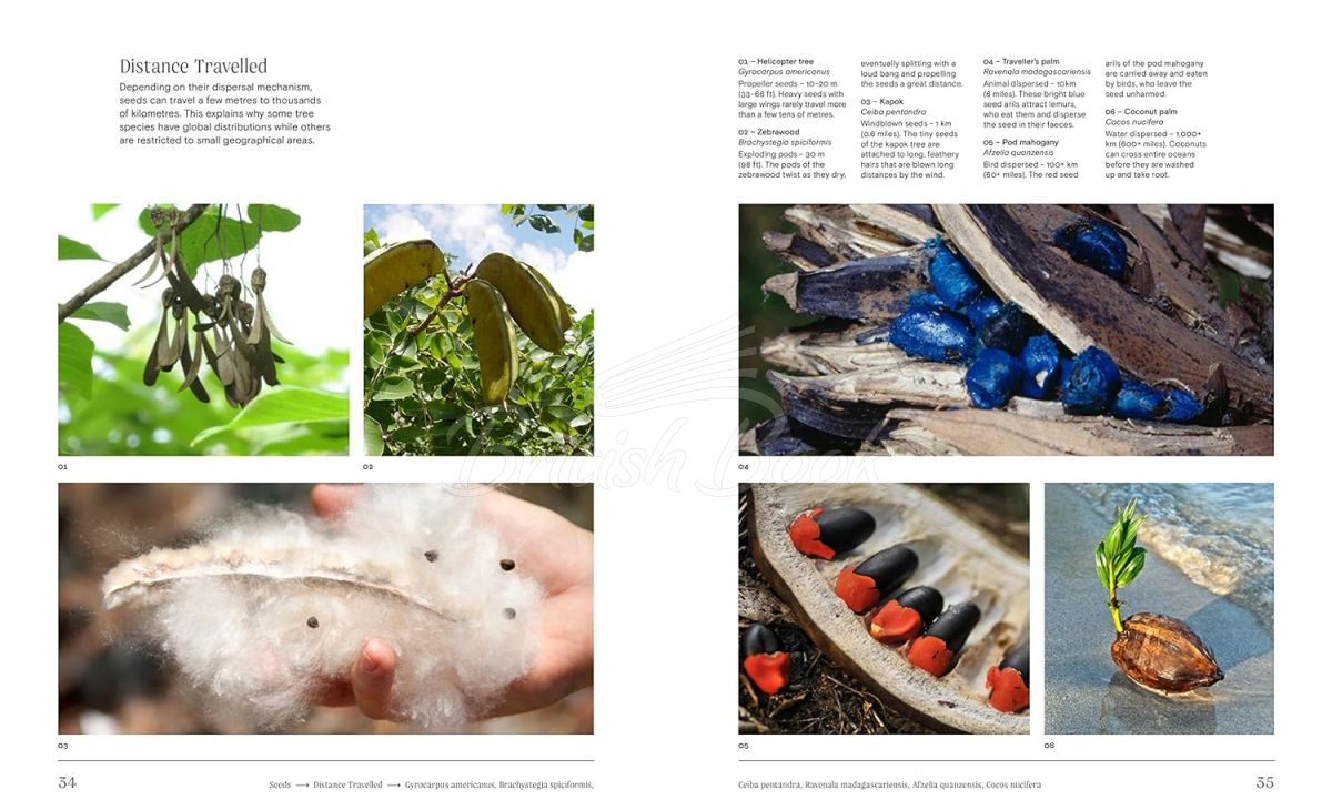 Книга Trees: From Root to Leaf зображення 3