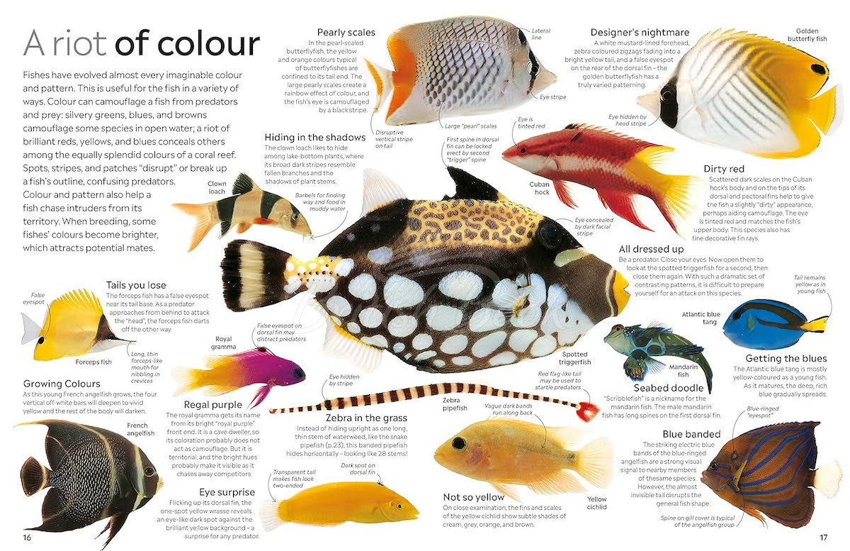 Книга Fish зображення 2