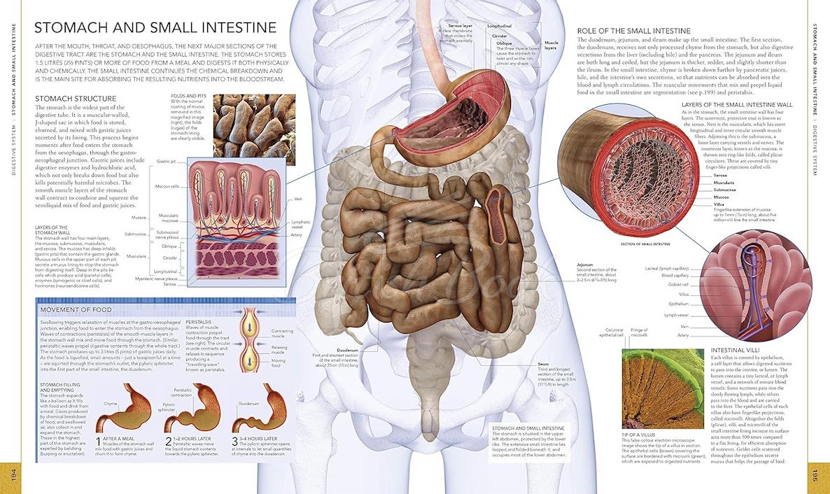 Книга The Human Body Book зображення 4