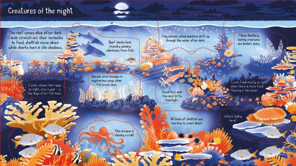 Книга Look inside a Coral Reef изображение 1