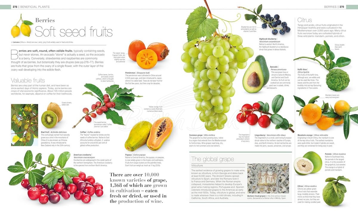 Книга Plants & Fungi: The Definitive Visual Guide изображение 6