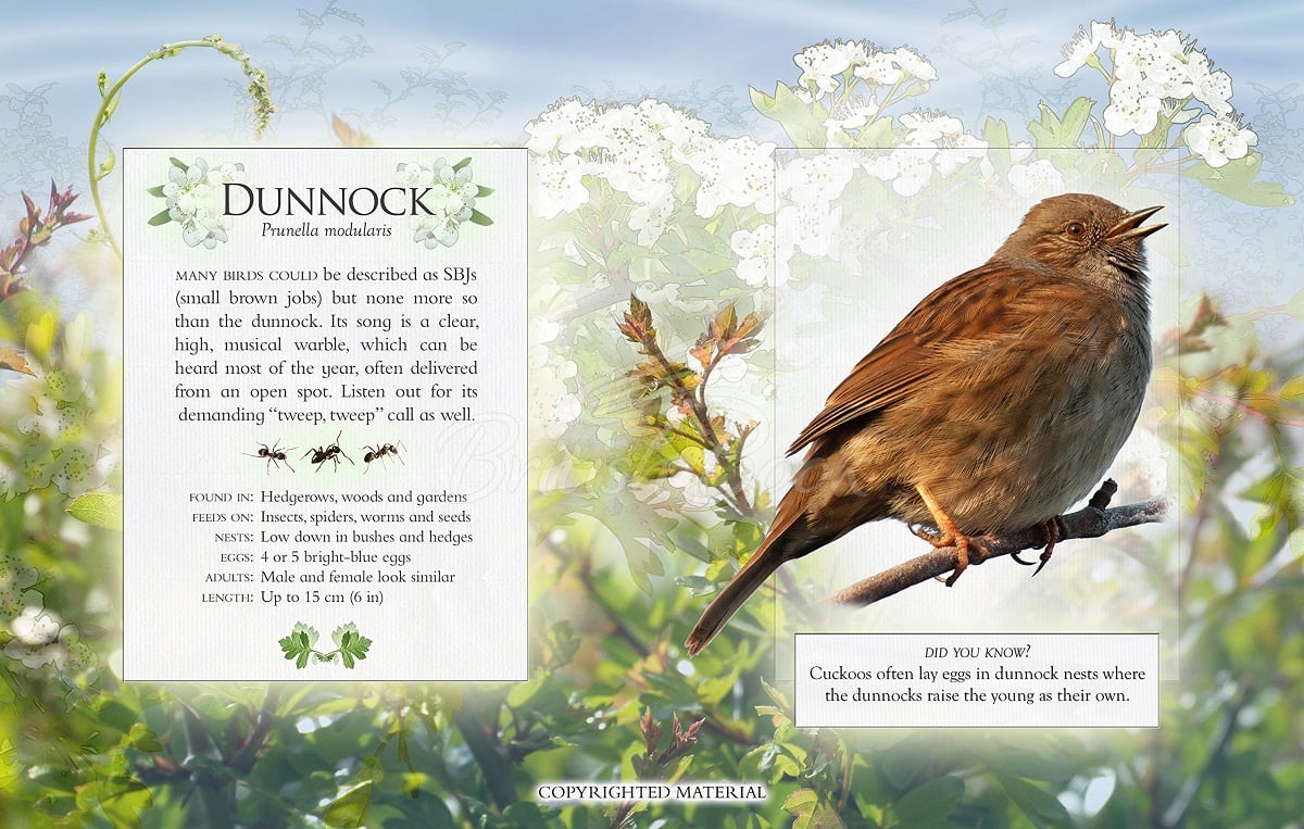 Книга The Little Book of Garden Bird Songs зображення 2