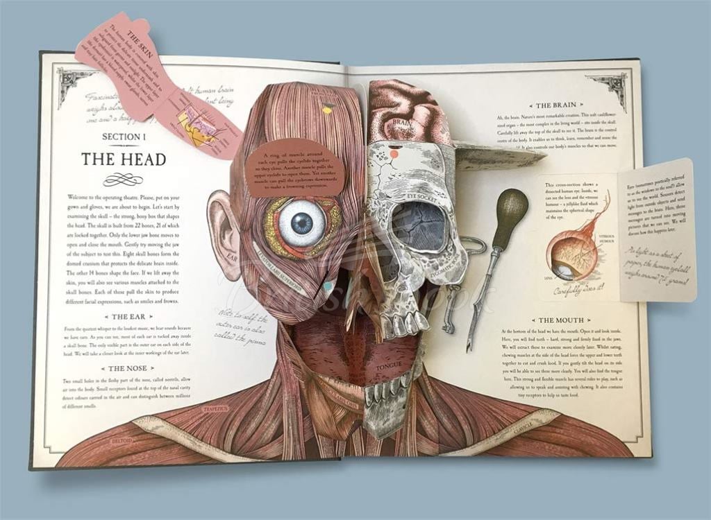 Книга The Human Body: A Pop-Up Guide to Anatomy зображення 1