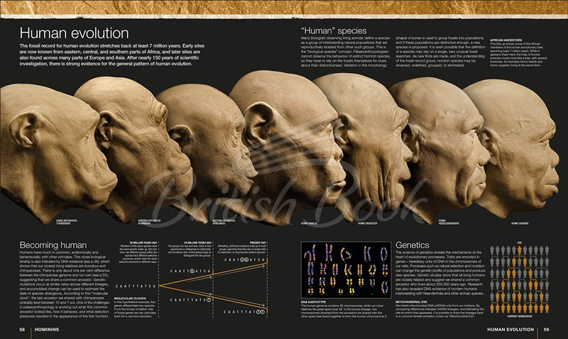 Книга Evolution: The Human Story зображення 2