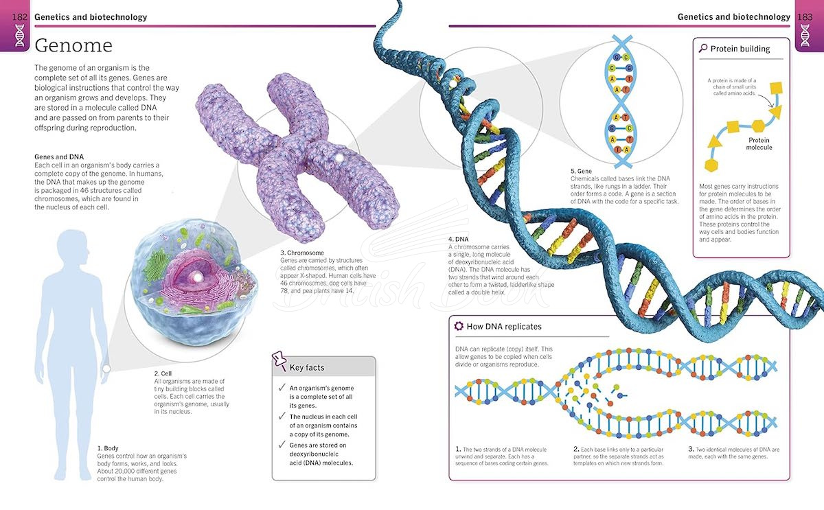 Книга Super Simple Biology изображение 7