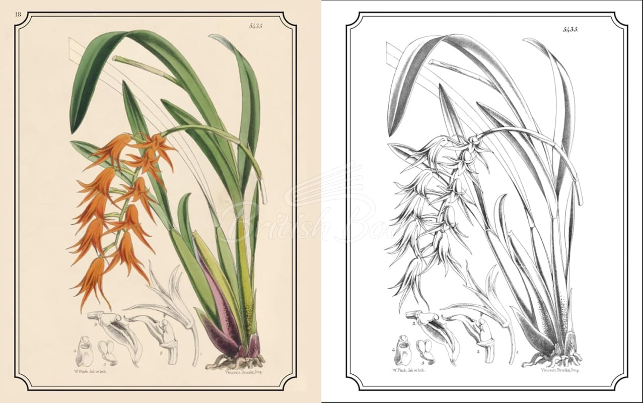 Книга The Kew Gardens Flowers Colouring Book зображення 1