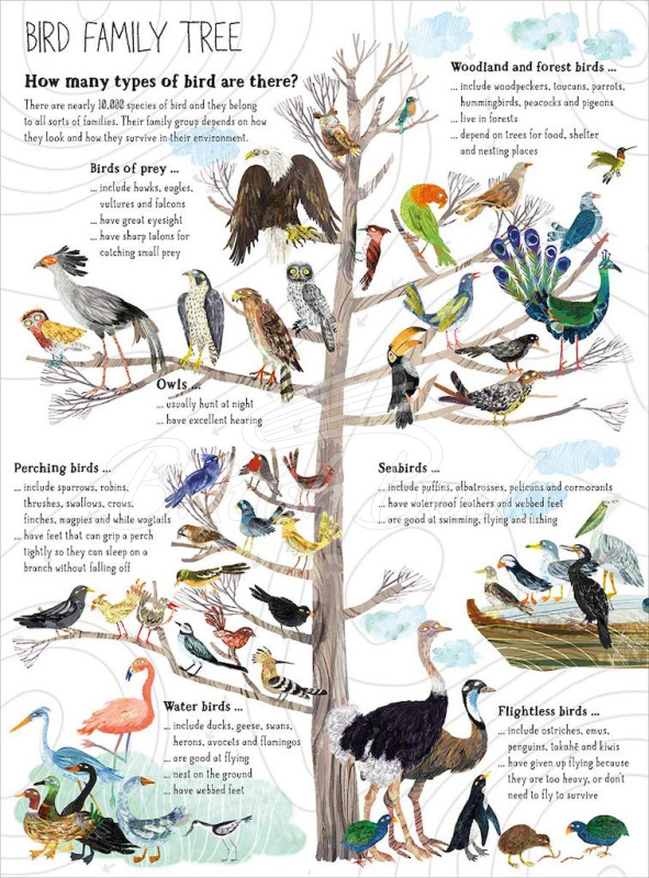 Книга The Big Book of Birds зображення 3