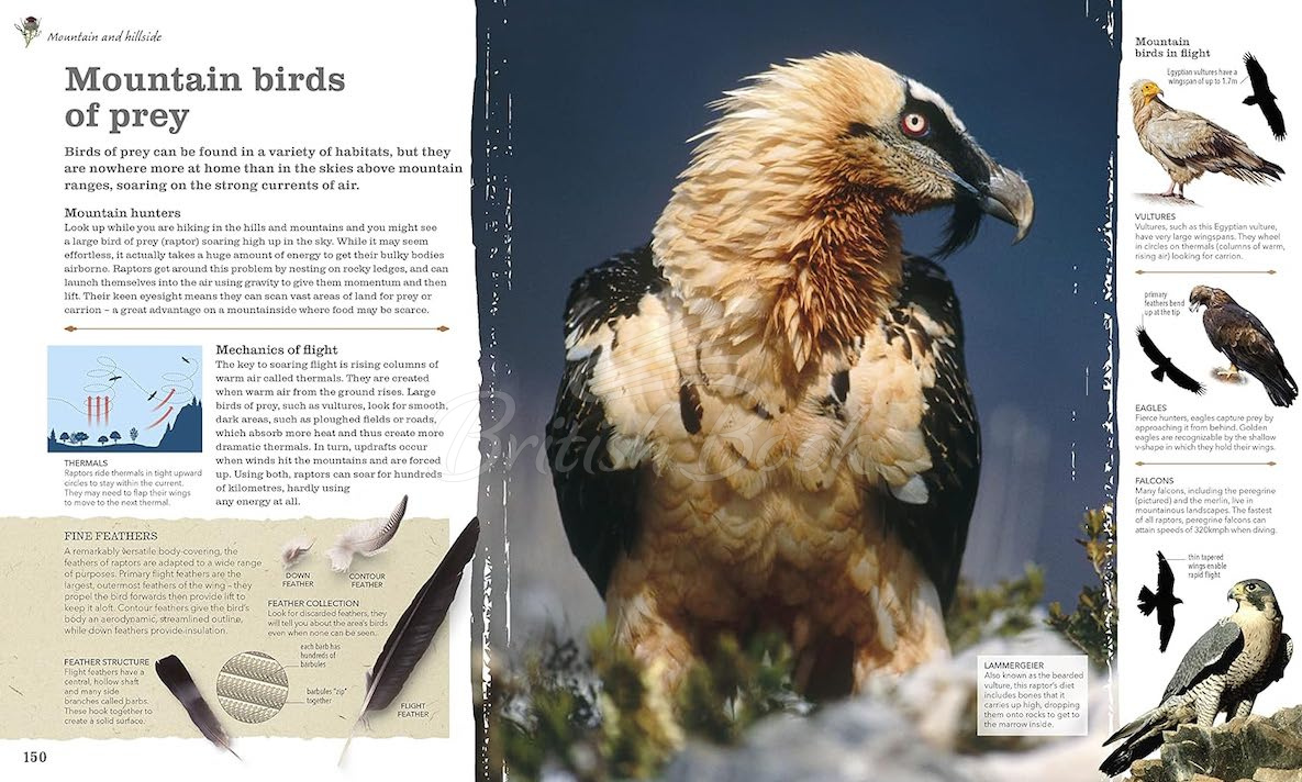 Книга Chris Packham's Nature Handbook зображення 5