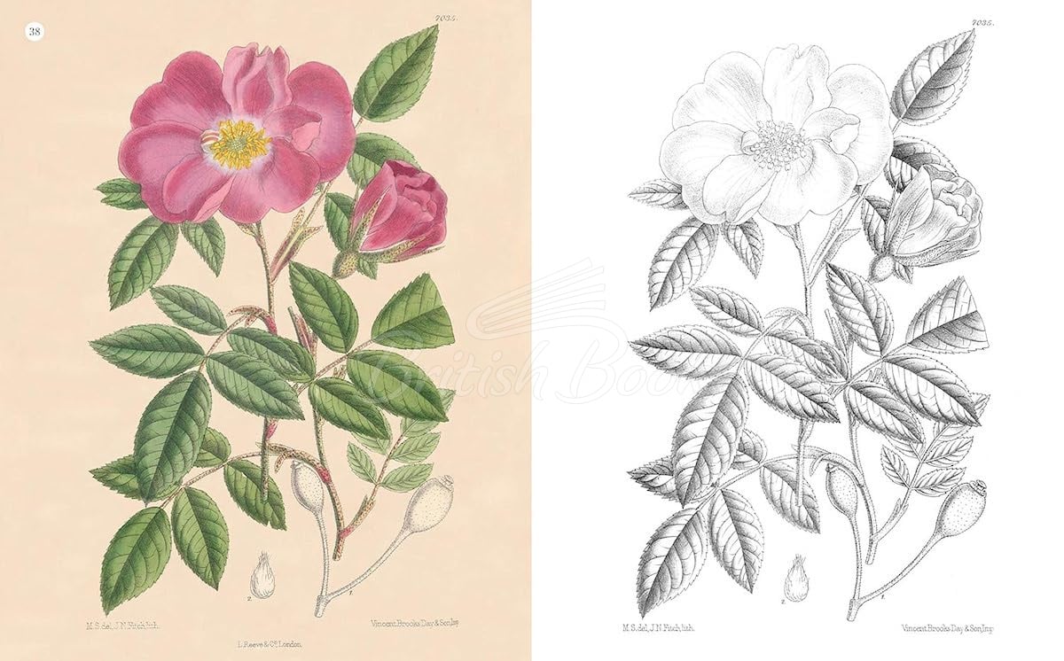 Книга The Kew Gardens Beautiful Flowers Colouring Book изображение 4