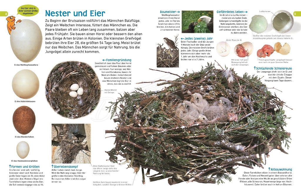 Книга memo Wissen entdecken: Greifvögel und Eulen изображение 1