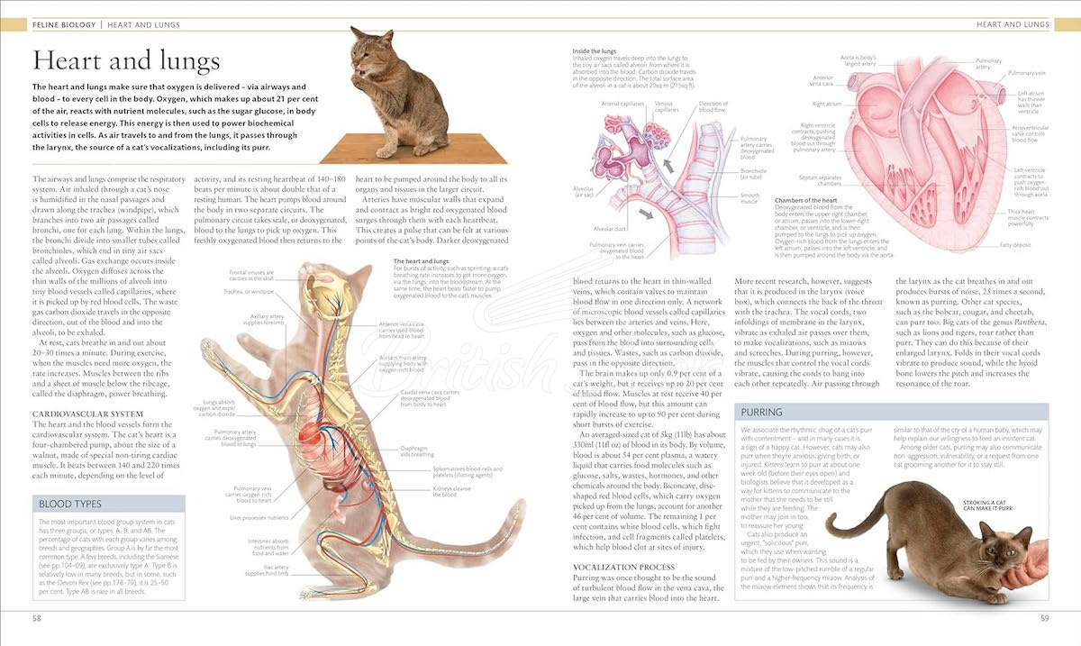 Книга The Cat Encyclopedia изображение 4