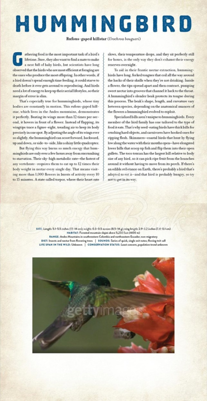 Книга Birds: A Photicular Book изображение 3