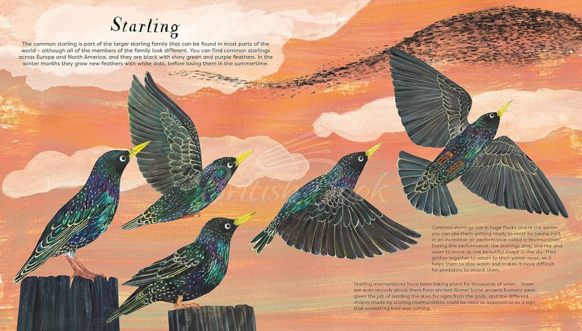 Книга National Trust: Birds of a Feather зображення 2