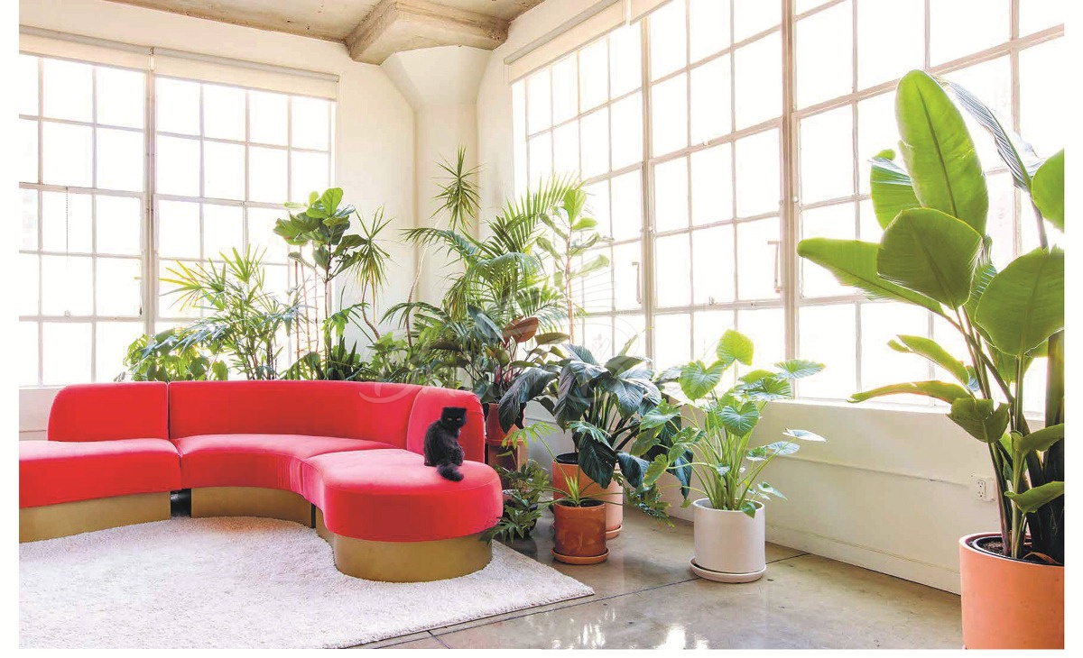 Книга Ultimate Wonder Plants: Your Urban Jungle Interior изображение 2