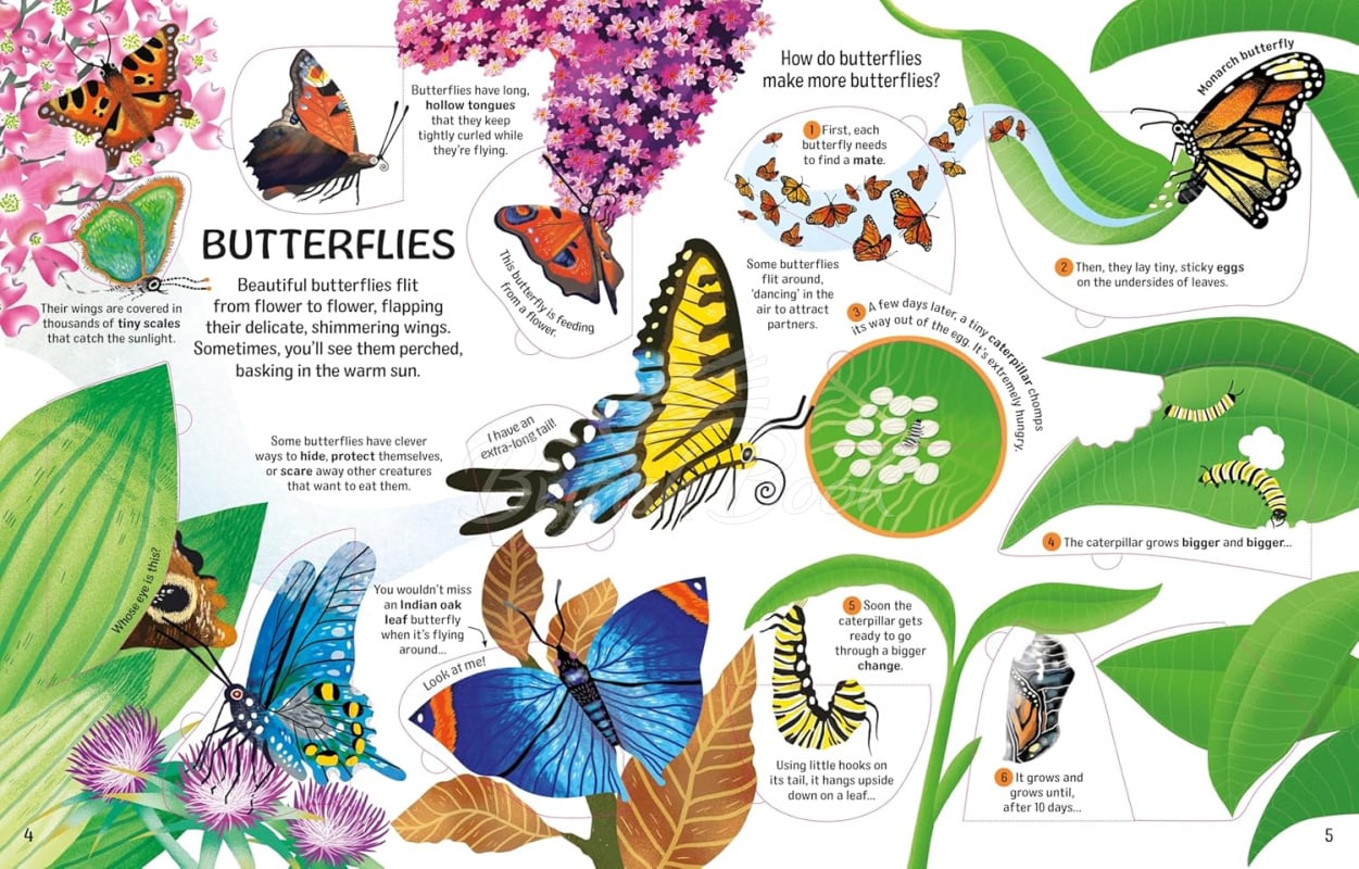 Книга See inside Bugs and Butterflies изображение 3