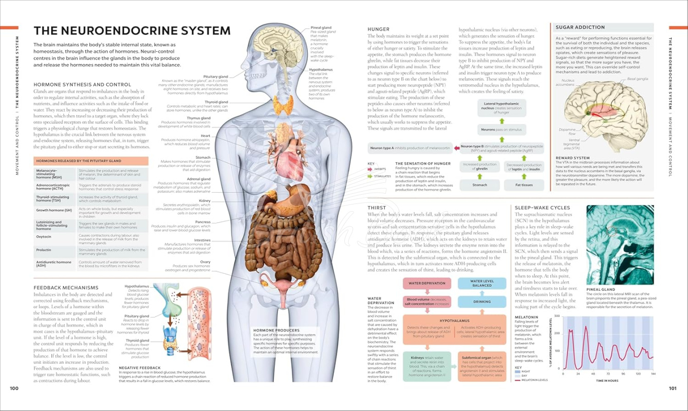 Книга The Brain Book: A Visual Guide to Structure and Function изображение 4