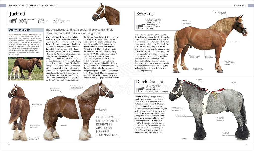 Книга The Horse Encyclopedia зображення 3