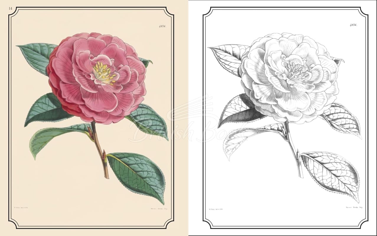 Книга The Kew Gardens Flowers Colouring Book зображення 2