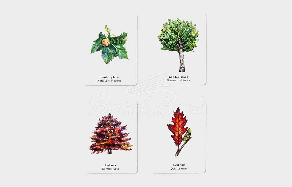 Карткова гра Match a Leaf: A Memory Game зображення 2