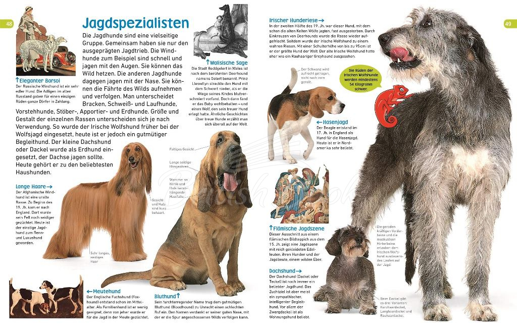 Книга memo Wissen entdecken: Hunde изображение 3