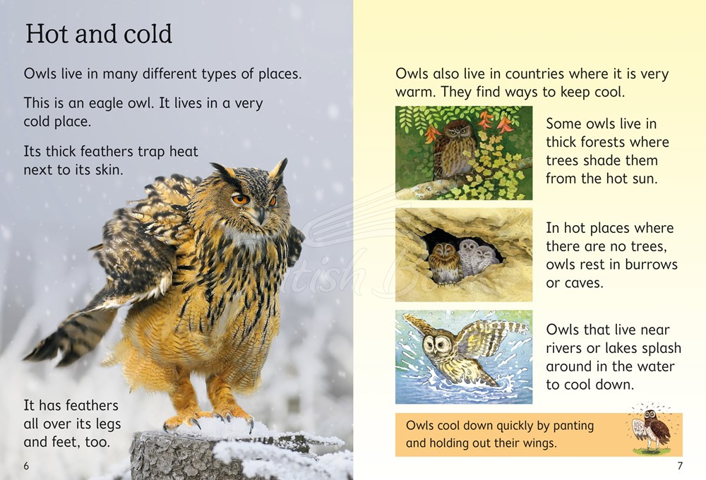 Книга Usborne Beginners Owls зображення 1