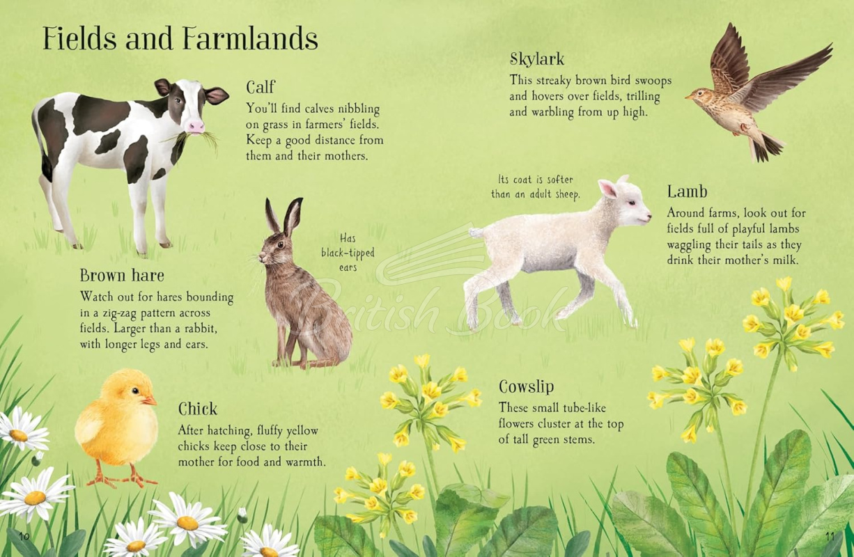 Книга Things to Spot in Springtime изображение 2