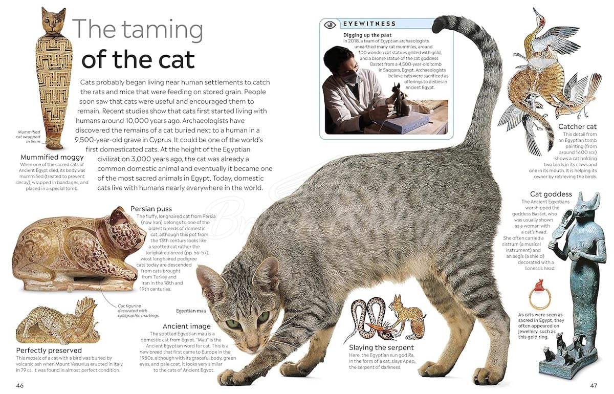 Книга Cat зображення 3