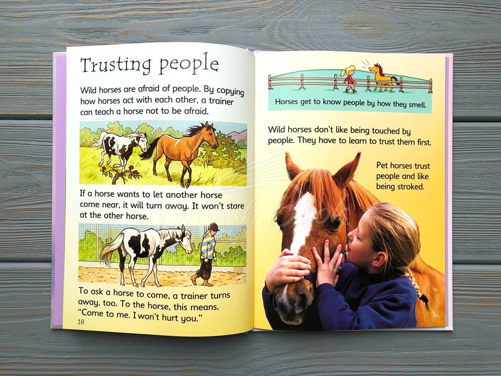 Книга Usborne Beginners Horses and Ponies изображение 2