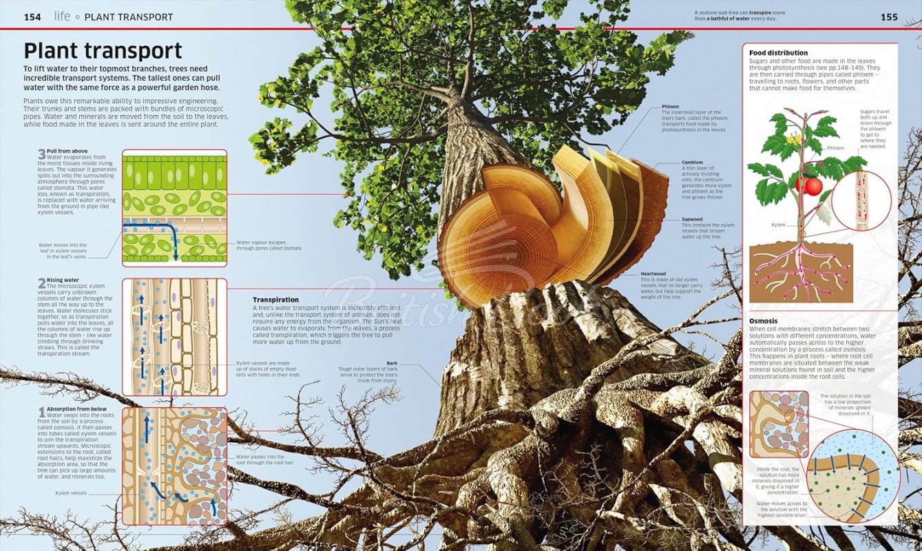 Книга Knowledge Encyclopedia: Science изображение 5