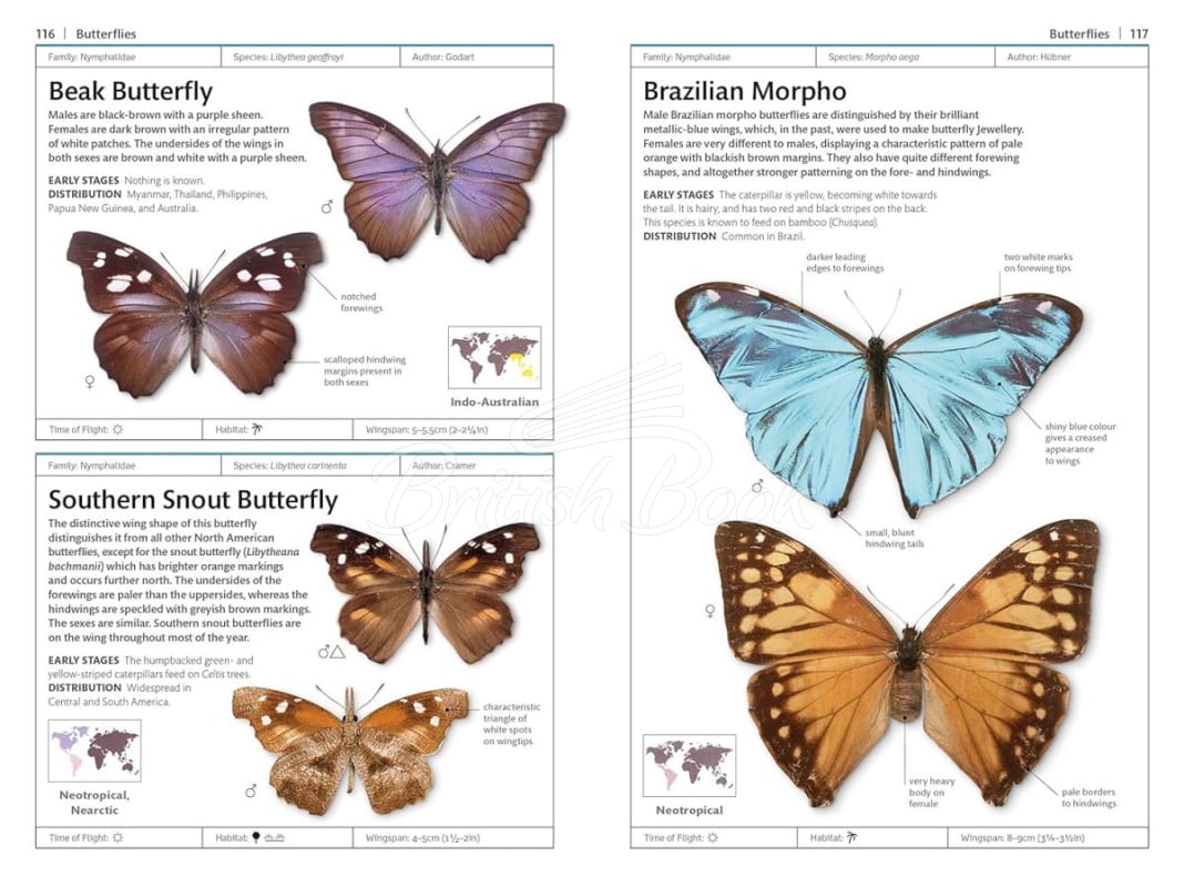 Книга Butterflies and Moths зображення 3