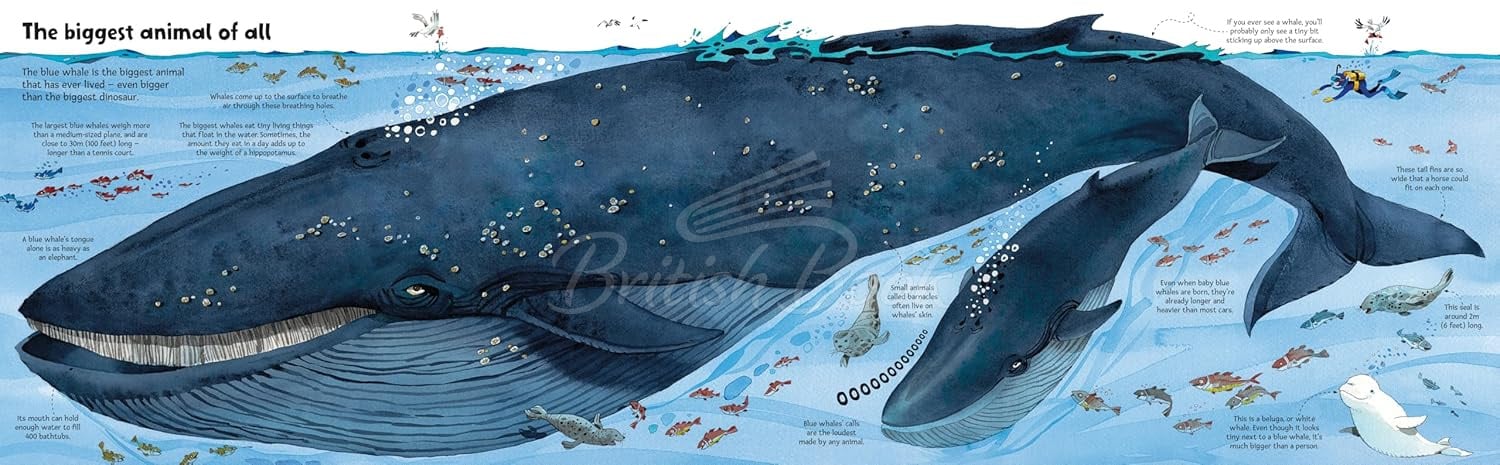 Книга Big Book of Big Animals зображення 2