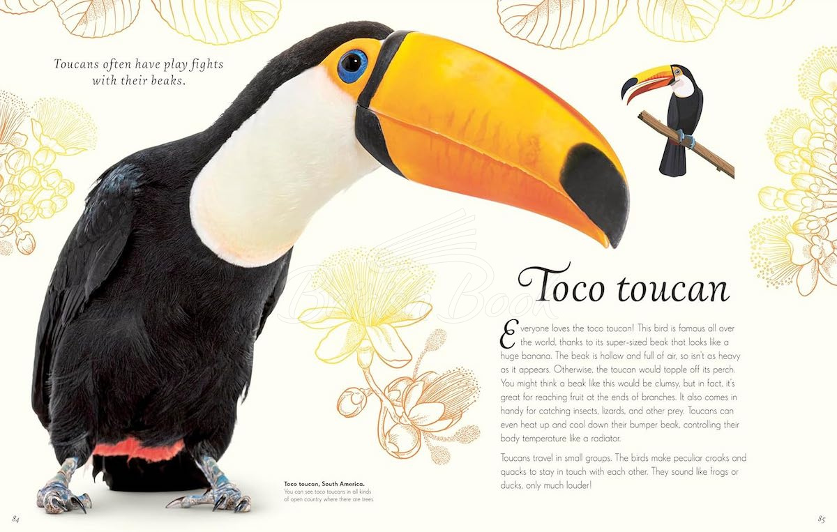 Книга An Anthology of Exquisite Birds зображення 5
