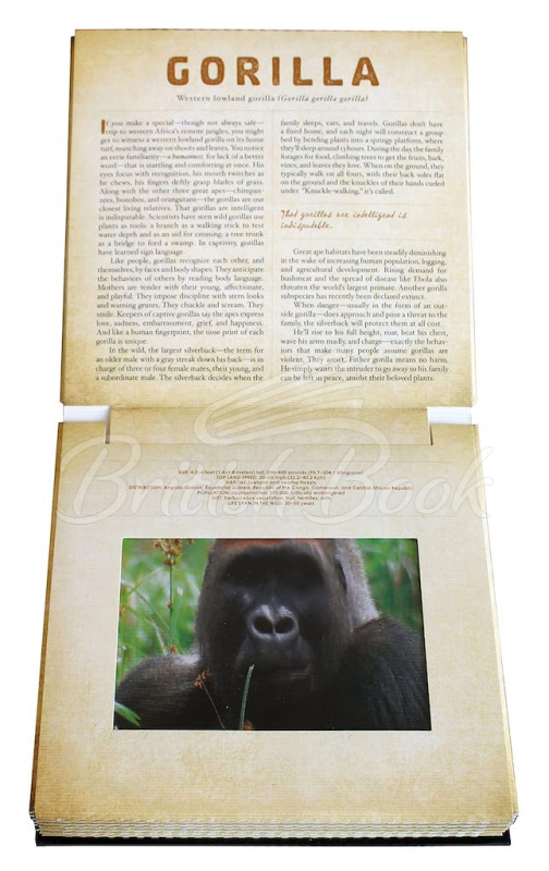 Книга Safari: A Photicular Book зображення 4