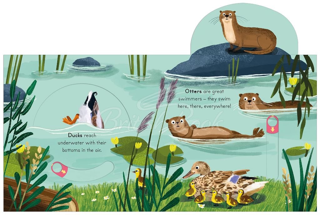 Книга Big Outdoors for Little Explorers: River зображення 2