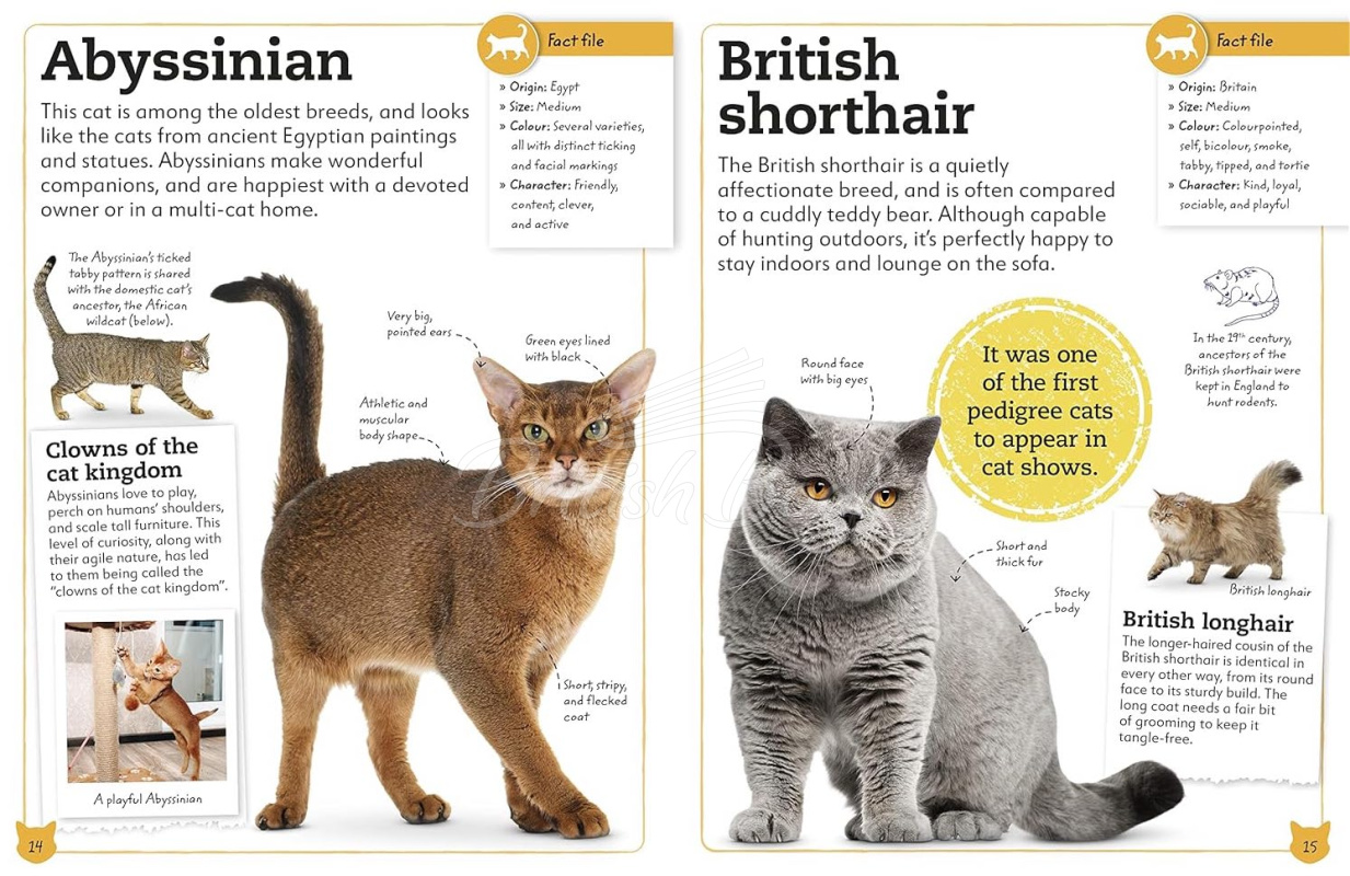 Книга My Book of Cats and Kittens изображение 2