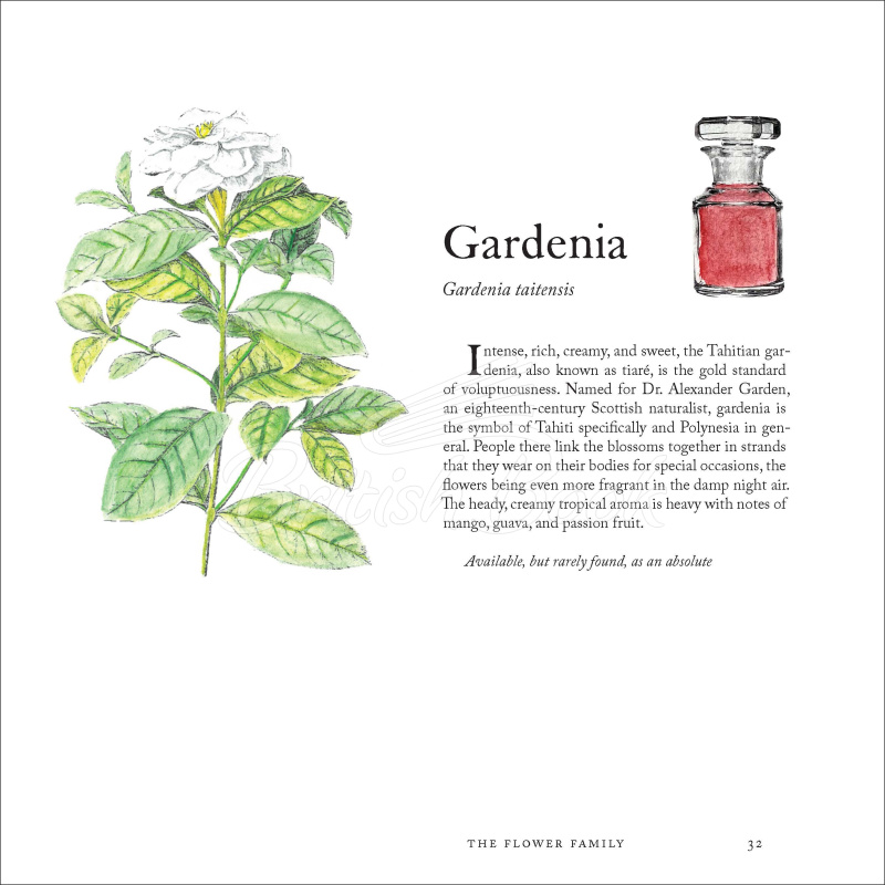 Книга The Museum of Scent: Exploring the Curious and Wondrous World of Fragrance зображення 5
