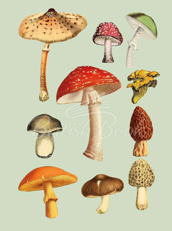Книга The Antiquarian Sticker Book изображение 8