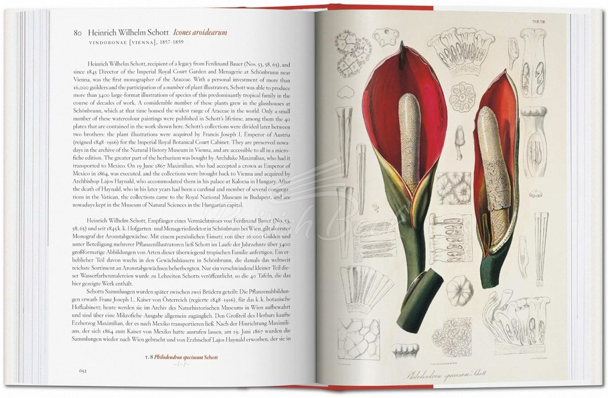 Книга A Garden Eden: Masterpieces of Botanical Illustration изображение 6