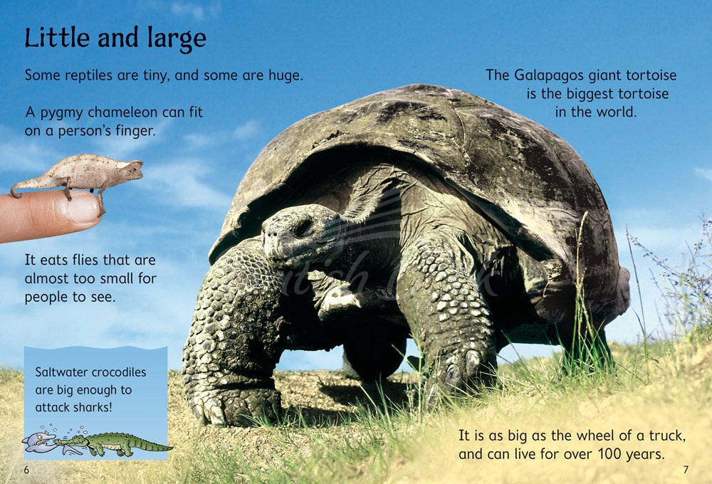 Книга Usborne Beginners Reptiles зображення 1