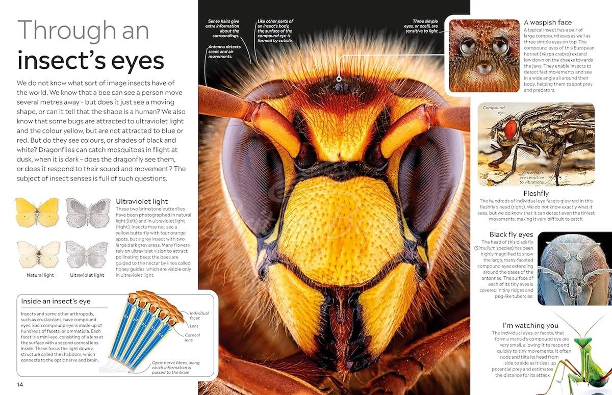 Книга Insect изображение 2