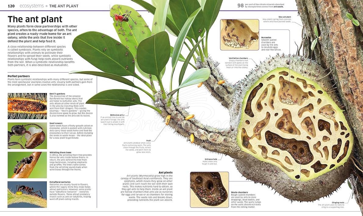 Книга Knowledge Encyclopedia Plants and Fungi! зображення 3